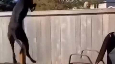 Funny Pets cute video