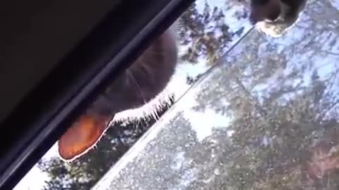 Funny cat tries to enter stranger's car