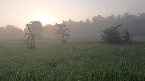 A paddy field covered with mist
