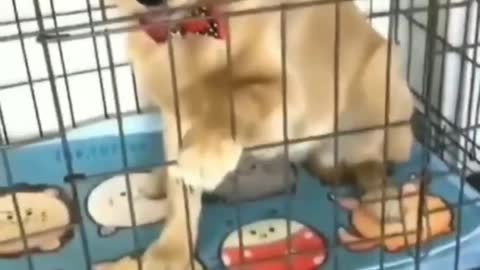 Cute dog funny video dog training