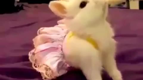 bunny with very funny clothes