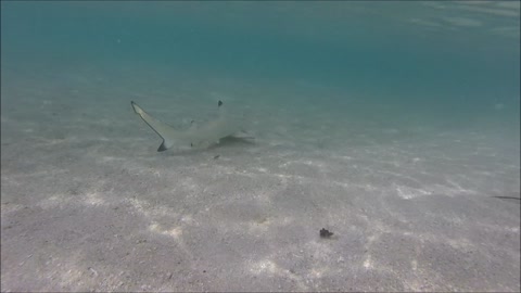 Maldives Short Snorkeling video Part 11