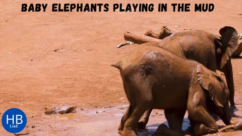 Elephant, Baby Elephants Playing In Mud...