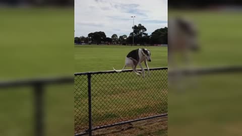 Dogs Playing Jumping