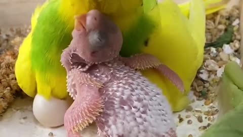 budgie mum feeding baby budgie