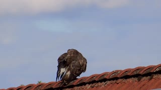 Wiki Black Bird On Friend House Roof