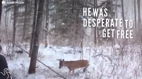 Deer Caught In Wolf Trap Was Panicked Until Someone Came To Help