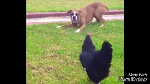 Funny chickens and roosters Chasing kids and adults .funny videos compilation