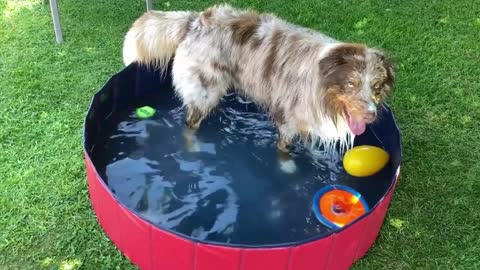 Awesome dog having a blast with his toys in the water