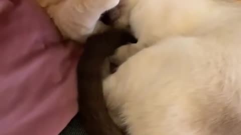 Funny cat love each other