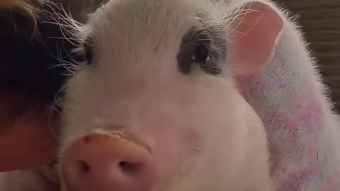 Cute little pig loves to taste a delicious cucumber