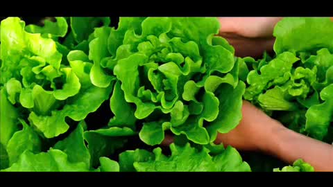 Health Benefits of Lettuce green leaf lettuce