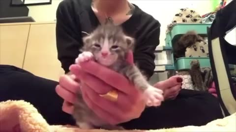 One minute of kitten cuteness!