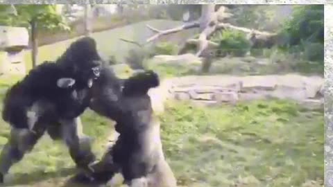 Battle Of The Titans: Two Giant Silverback Gorillas Fights For Supremacy. Be Safe!