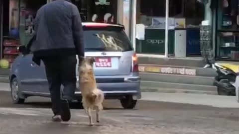 The dog is very intelligent. The dog enlisted the help of his mahjan to cross the road.