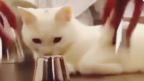 Funny cat video Smart Cat In The World 2021