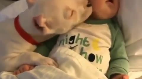 Dog loves it's baby human brother