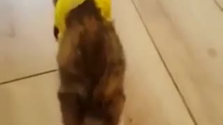 Little cat has hur her leg and cant enjoy the free run