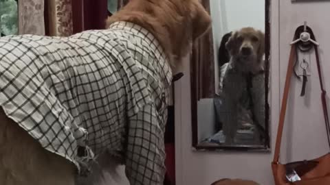 Business Doggo Hates His Look