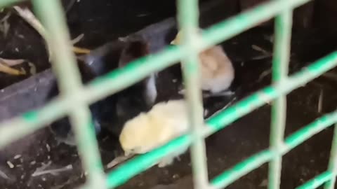 chicken mother and kids