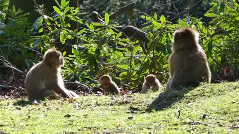 Monkey Keto Diet - Funny Monkeys