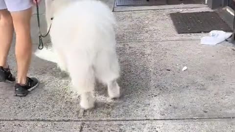 Cute Dog, Dog Playing Hide and Seek With Owner, Funny puppies😍