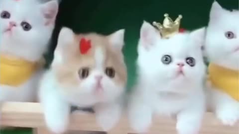 Three cat funny vedio🐈🐈🐈