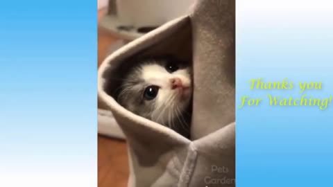 Funniest😂 Dogs and😺Cat. Funny Animal vodeo