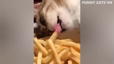 So hungry cat funny animal