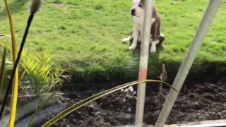 Little girl playing with her dog