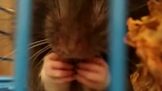 Rat eat nuts ASMR