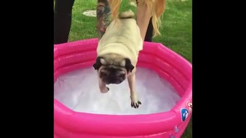 Cute Dog Paddling In Pool
