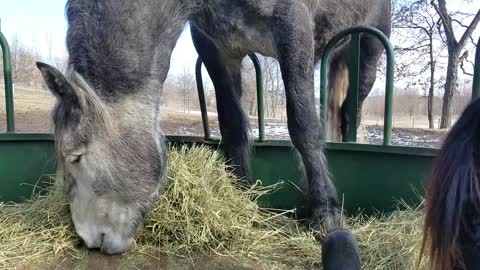 Horse stands in hay feeder to eat