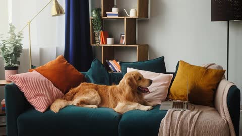 Big adult golden retriever lying on sofa and looking at laptop screen in living room