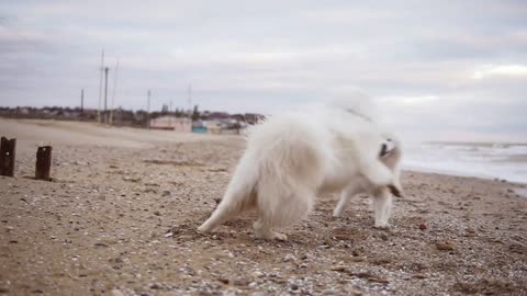 Two samoyed dogs are playing on the beach running on sand together