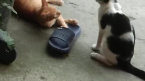 Two cats fight| Two cats brother playing
