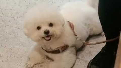 funny animals dogs video