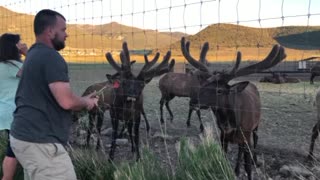 Feeding Elk in beautiful Utah!