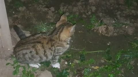 A cute kitten climbed a tree at night to catch birds.