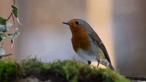 The European robin