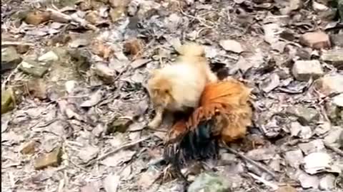 Funny video chiken vs dog fight