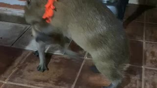 Carpinchos pelean por comida