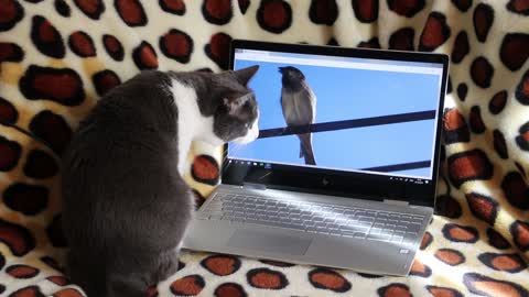 Funny cat lurks a bird inside a computer