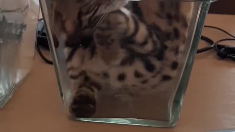 Contortionist Kitty Climbs Into Vase