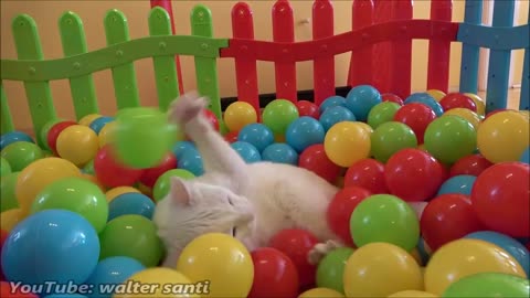 Two Cats and 500 Balls in a Ball Pit !!