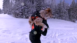 Rachel Training her Doggo Denali in Ski Patrol and Avalanche Rescue