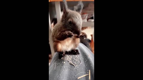 Squirrel grinding teeth