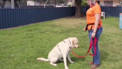 Dog training video