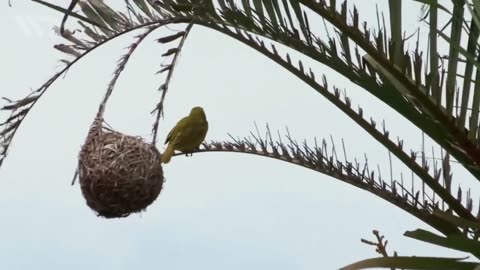 Manyar birds: the genius of art, the creator of amazing works of art.