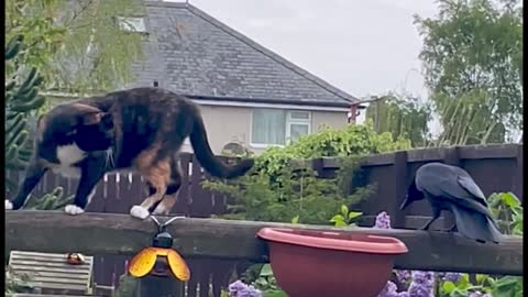 Cheeky wild crow tries to play with annoyed cat's tail